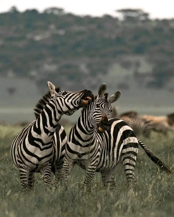 Family Safari Tanzania