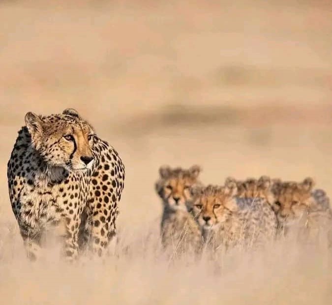 Classic Safari Tanzania Animal