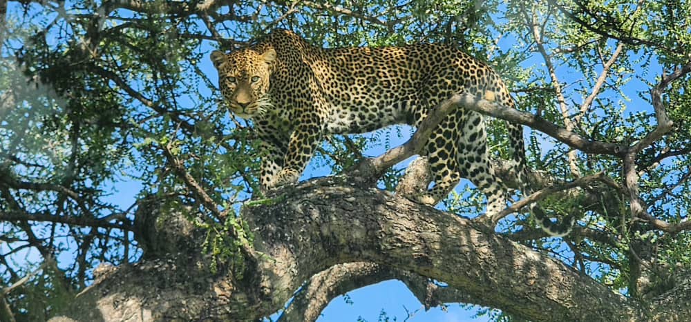 Tanzania Southern Safari Map