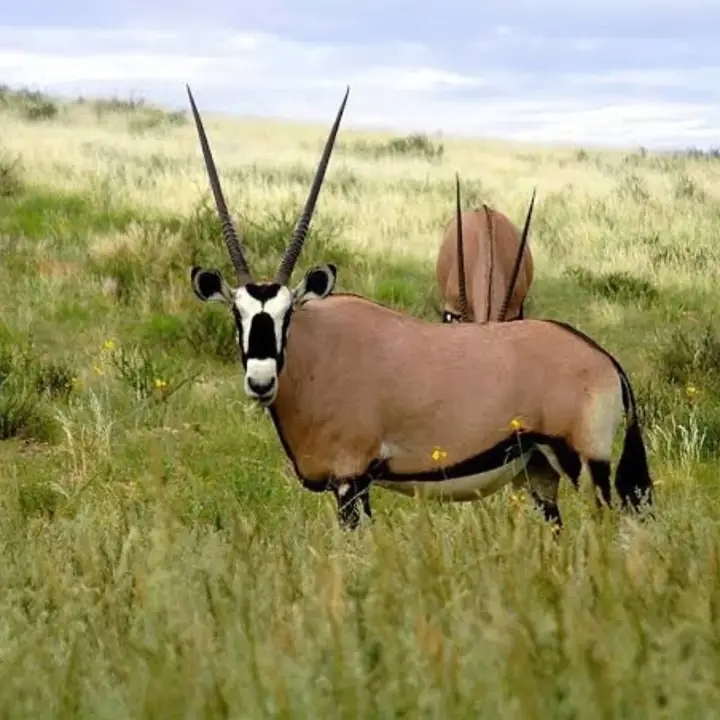 Ngorongoro Crater