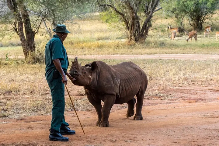 Mkomazi Rhino