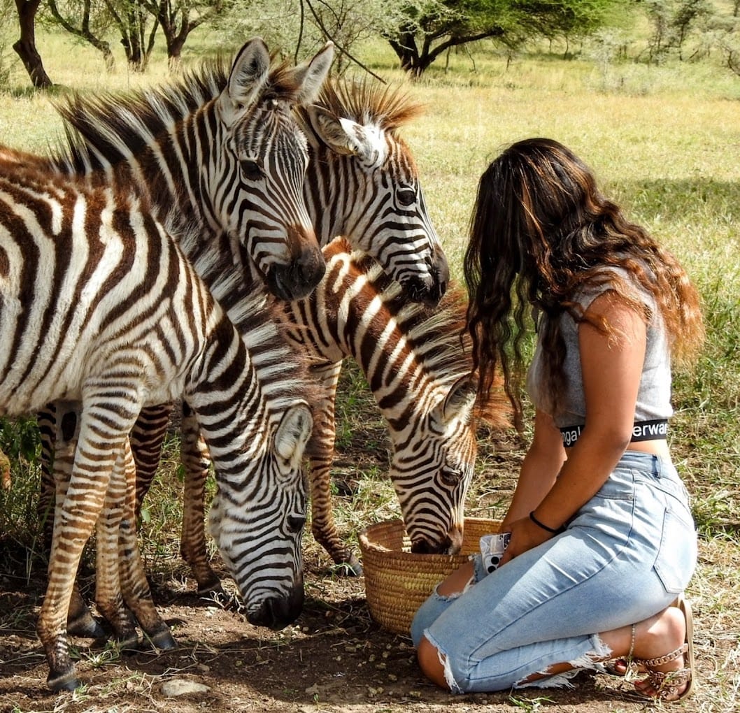 Wildlife Safari